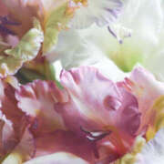 みれい 水曜日の御礼 奥鉄オクテツ東京店（デリヘル市場）