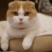 ヒメ日記 2025/03/02 22:09 投稿 あずさ G-SCANDAL