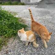 ヒメ日記 2025/06/29 14:29 投稿 あずさ G-SCANDAL