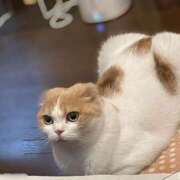 ヒメ日記 2025/08/21 15:39 投稿 あずさ G-SCANDAL