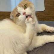 ヒメ日記 2025/11/08 19:51 投稿 あずさ G-SCANDAL