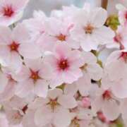 ヒメ日記 2025/03/30 20:10 投稿 ゆかり 大阪人妻援護会