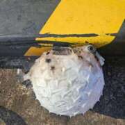 ヒメ日記 2025/07/10 09:34 投稿 成瀬まこ プレジデントクラブ