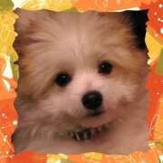 ヒメ日記 2025/11/17 14:52 投稿 本上 錦糸町おかあさん