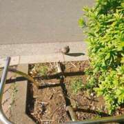 ヒメ日記 2026/01/25 12:20 投稿 つむぎ スイカ