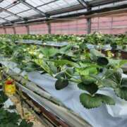 なる 【お礼写メ日記】 熟女家 東大阪店（布施・長田）