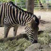 なる おはようございます✨ 熟女家 東大阪店（布施・長田）