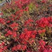 ヒメ日記 2025/10/07 22:12 投稿 一花（いちか） マダムロゼ