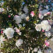 ヒメ日記 2025/12/26 13:00 投稿 一花（いちか） マダムロゼ