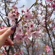 ヒメ日記 2026/03/30 11:36 投稿 一花（いちか） マダムロゼ