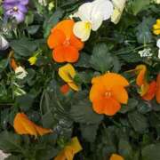 今日子（きょうこ） 昨日はありがとう? マダムロゼ