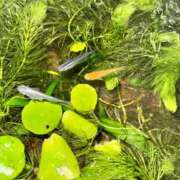 ヒメ日記 2026/02/01 10:34 投稿 今日子（きょうこ） マダムロゼ