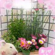 ヒメ日記 2026/02/10 10:48 投稿 今日子（きょうこ） マダムロゼ