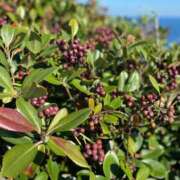 ヒメ日記 2026/02/26 18:54 投稿 今日子（きょうこ） マダムロゼ