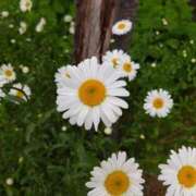 ヒメ日記 2025/06/15 21:31 投稿 らんこ 熟女の風俗最終章 仙台店