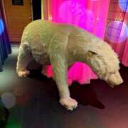 らんこ 黒でも白でも♪らんこです。 熟女の風俗最終章 仙台店