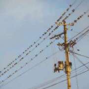 らんこ 絶滅危惧種か！？らんこです。 熟女の風俗最終章 仙台店