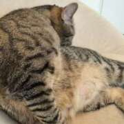 ヒメ日記 2025/04/18 17:03 投稿 あや 川崎・東横人妻城