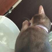 ヒメ日記 2025/09/06 22:55 投稿 あや 川崎・東横人妻城