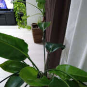 ヒメ日記 2024/12/09 23:48 投稿 ももこ 奥鉄オクテツ神奈川店（デリヘル市場グループ）