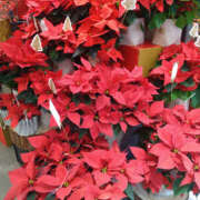 ヒメ日記 2024/12/17 23:31 投稿 ももこ 奥鉄オクテツ神奈川店（デリヘル市場グループ）