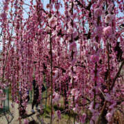 ヒメ日記 2025/03/03 22:33 投稿 ももこ 奥鉄オクテツ神奈川店（デリヘル市場グループ）