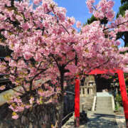 ヒメ日記 2025/03/11 09:36 投稿 ももこ 奥鉄オクテツ神奈川店（デリヘル市場グループ）