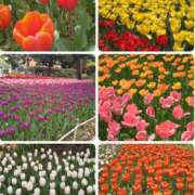 ヒメ日記 2025/03/13 17:23 投稿 ももこ 奥鉄オクテツ神奈川店（デリヘル市場グループ）