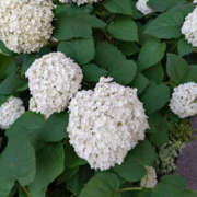 ヒメ日記 2025/06/19 19:04 投稿 ももこ 奥鉄オクテツ神奈川店（デリヘル市場グループ）