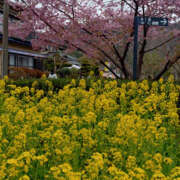 ヒメ日記 2026/02/24 15:11 投稿 ももこ 奥鉄オクテツ神奈川店（デリヘル市場グループ）