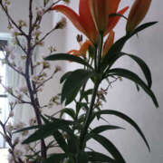 ヒメ日記 2026/03/05 08:25 投稿 ももこ 奥鉄オクテツ神奈川店（デリヘル市場グループ）