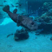 ヒメ日記 2025/04/13 09:32 投稿 ゆりこ 奥鉄オクテツ神奈川店（デリヘル市場グループ）