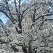 ヒメ日記 2025/04/08 08:06 投稿 えな 奥鉄オクテツ神奈川店（デリヘル市場グループ）