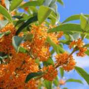 ヒメ日記 2025/09/01 01:51 投稿 えな 奥鉄オクテツ神奈川店（デリヘル市場グループ）