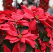 ヒメ日記 2025/12/08 10:05 投稿 えな 奥鉄オクテツ神奈川店（デリヘル市場グループ）