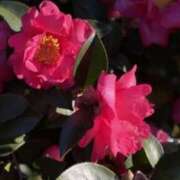 えな 綺麗な 奥鉄オクテツ神奈川店（デリヘル市場グループ）