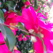 ヒメ日記 2025/02/05 13:09 投稿 しずか 奥鉄オクテツ神奈川店（デリヘル市場グループ）