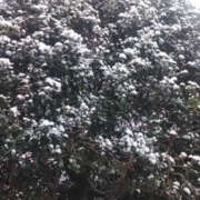 ヒメ日記 2025/02/08 13:05 投稿 しずか 奥鉄オクテツ神奈川店（デリヘル市場グループ）