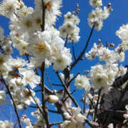 ヒメ日記 2025/02/16 12:47 投稿 しずか 奥鉄オクテツ神奈川店（デリヘル市場グループ）