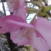 ヒメ日記 2025/02/18 12:27 投稿 しずか 奥鉄オクテツ神奈川店（デリヘル市場グループ）