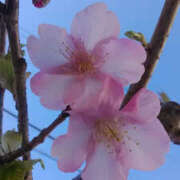 ヒメ日記 2025/02/20 12:30 投稿 しずか 奥鉄オクテツ神奈川店（デリヘル市場グループ）