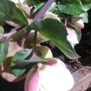 ヒメ日記 2025/02/21 11:53 投稿 しずか 奥鉄オクテツ神奈川店（デリヘル市場グループ）