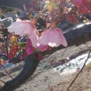 ヒメ日記 2025/02/23 17:38 投稿 しずか 奥鉄オクテツ神奈川店（デリヘル市場グループ）