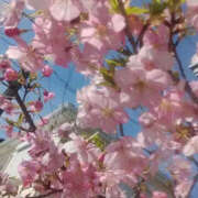 ヒメ日記 2025/03/01 14:43 投稿 しずか 奥鉄オクテツ神奈川店（デリヘル市場グループ）