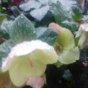 ヒメ日記 2025/03/05 12:51 投稿 しずか 奥鉄オクテツ神奈川店（デリヘル市場グループ）