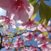 ヒメ日記 2025/03/07 13:50 投稿 しずか 奥鉄オクテツ神奈川店（デリヘル市場グループ）