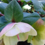 ヒメ日記 2025/03/09 13:21 投稿 しずか 奥鉄オクテツ神奈川店（デリヘル市場グループ）