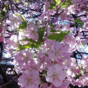 ヒメ日記 2025/03/10 16:28 投稿 しずか 奥鉄オクテツ神奈川店（デリヘル市場グループ）