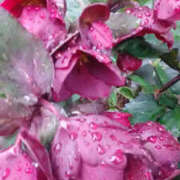 ヒメ日記 2025/03/15 14:33 投稿 しずか 奥鉄オクテツ神奈川店（デリヘル市場グループ）