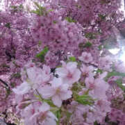 ヒメ日記 2025/03/18 18:22 投稿 しずか 奥鉄オクテツ神奈川店（デリヘル市場グループ）